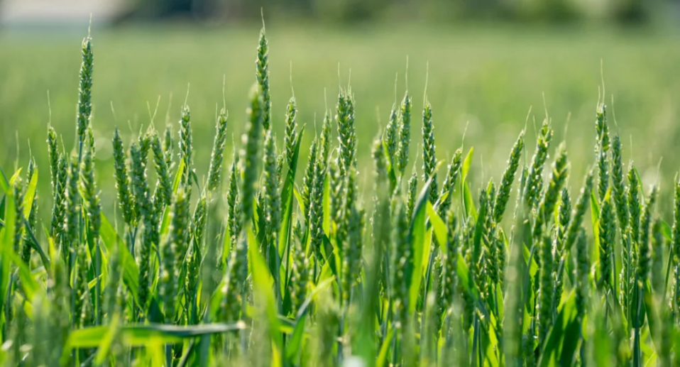 Farmers-stand-to-see-increase-cr